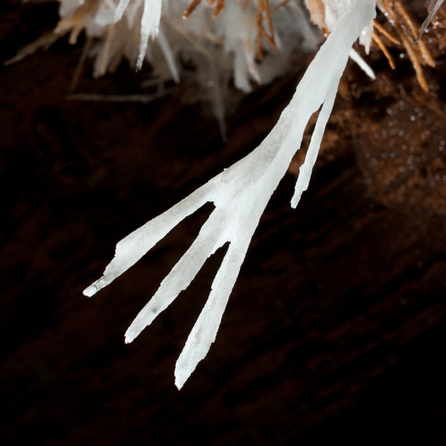 fork-shaped, white aragonite helicite