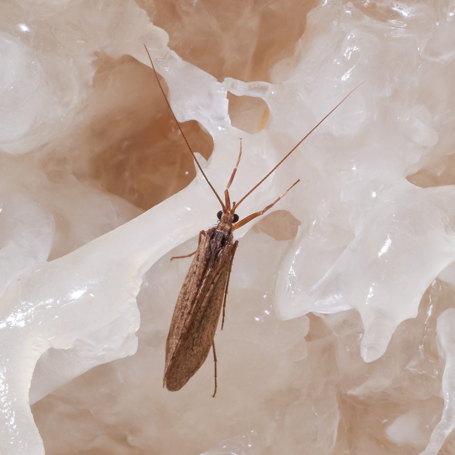 Cave insect on white calcite helictites
