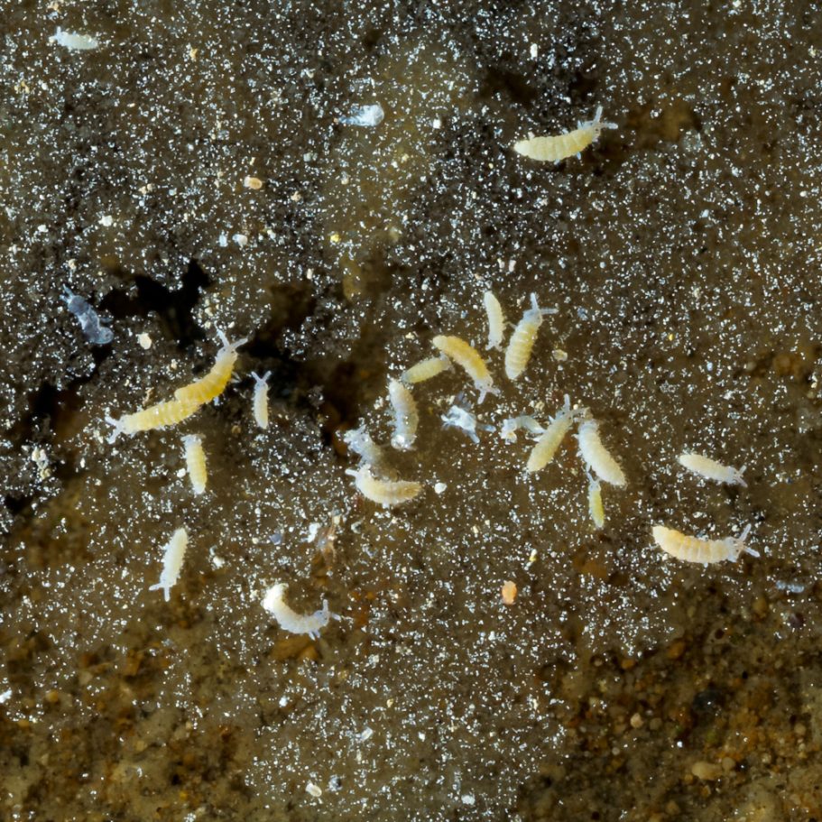 Group of tiny little colembols floatig on a cave pool