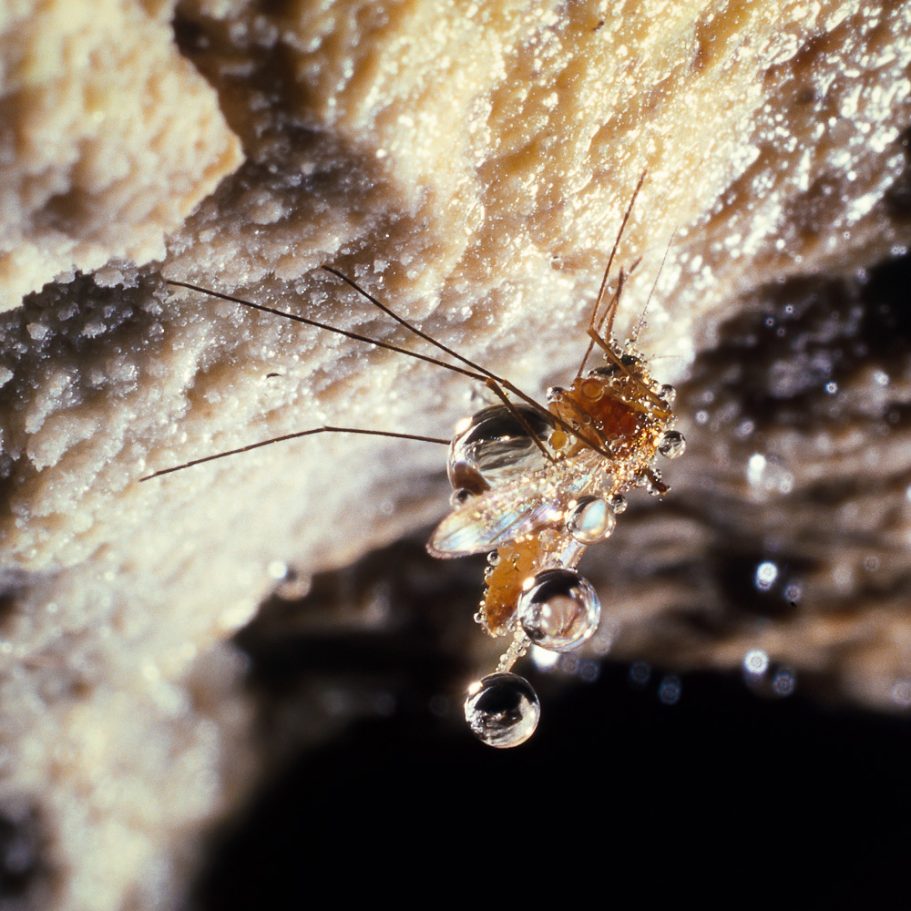 Moacro-photo of a cave midge covered in droplets of condensed water 