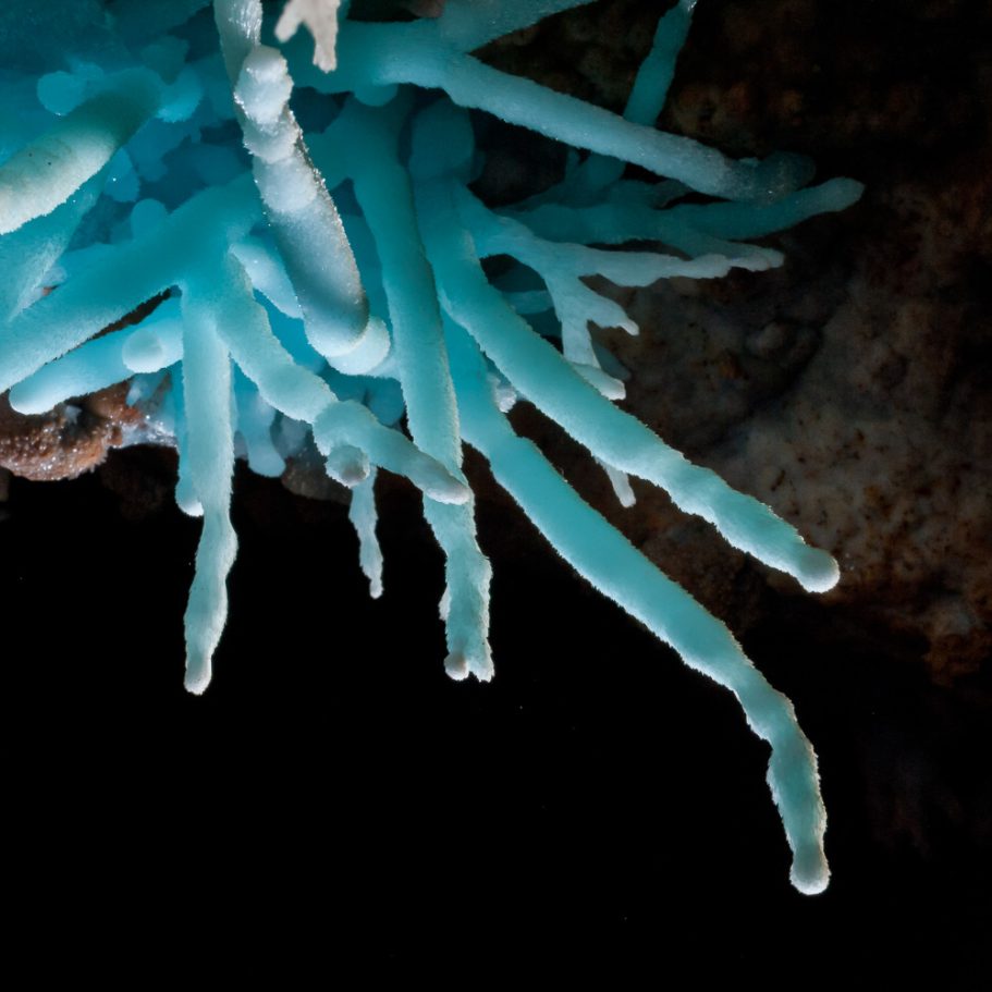 Cluster of thick, blue aragonite helictites