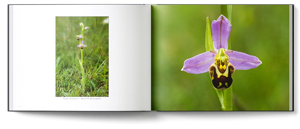 Sample double-page of the 'Burren' book showing a bee orchid