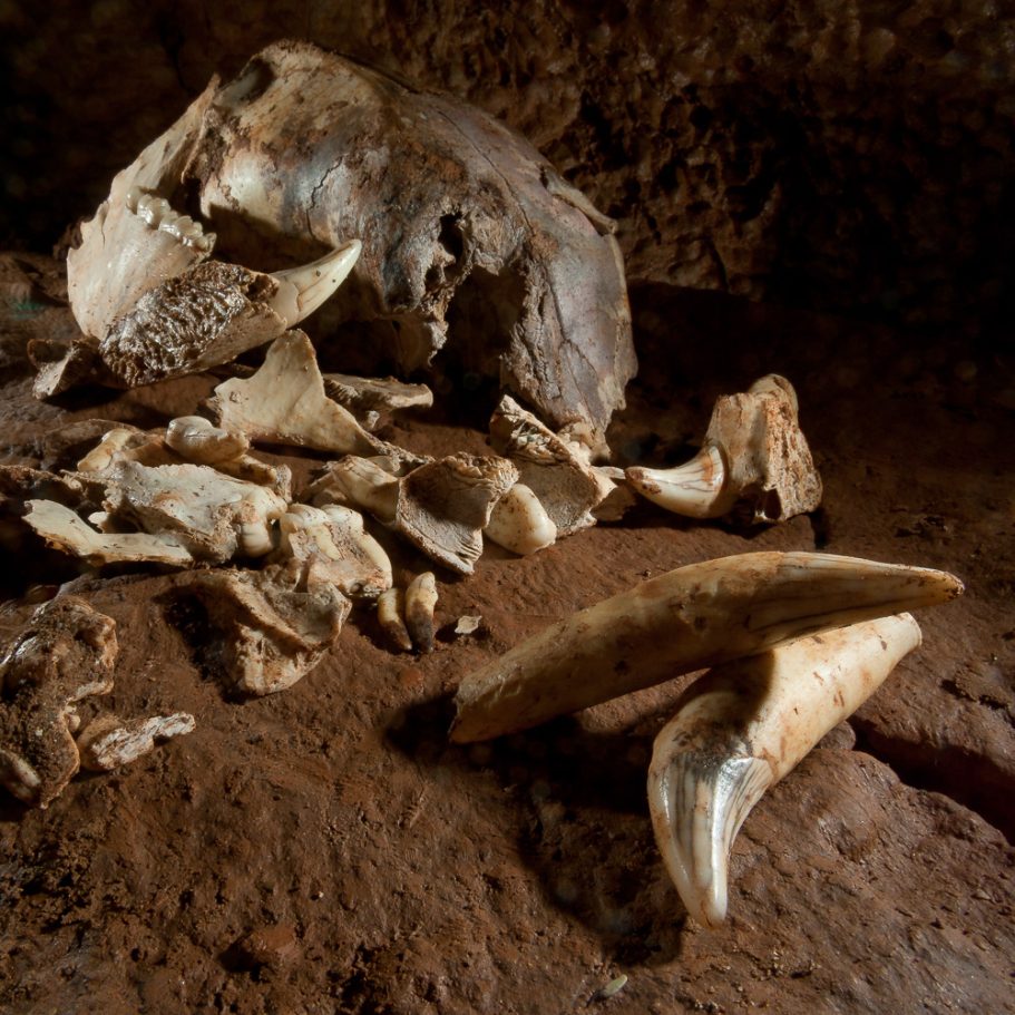 Skull of a cave bear on the floor of a cave