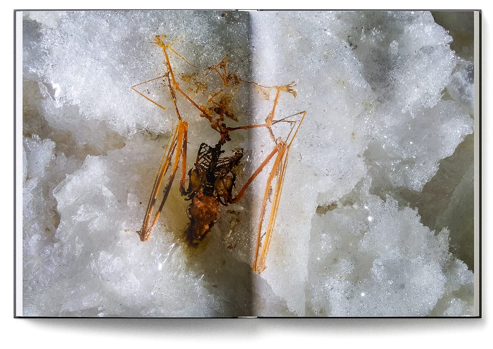 Sample double-page of the 'Lechuguilla Cave' book showing a bat skeleton on gypsum crystals
