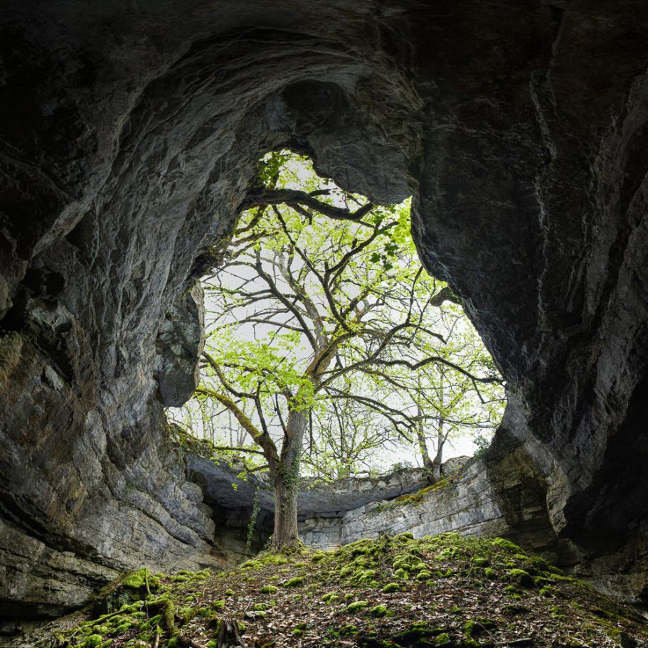 Cave entrance with tree growing inside