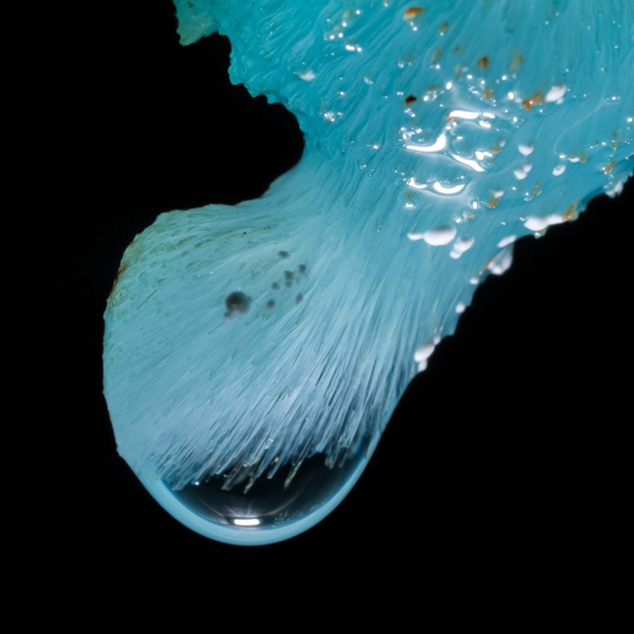 Macro-photo of a drip of water dorming at the tip of a blue aragonite helictite
