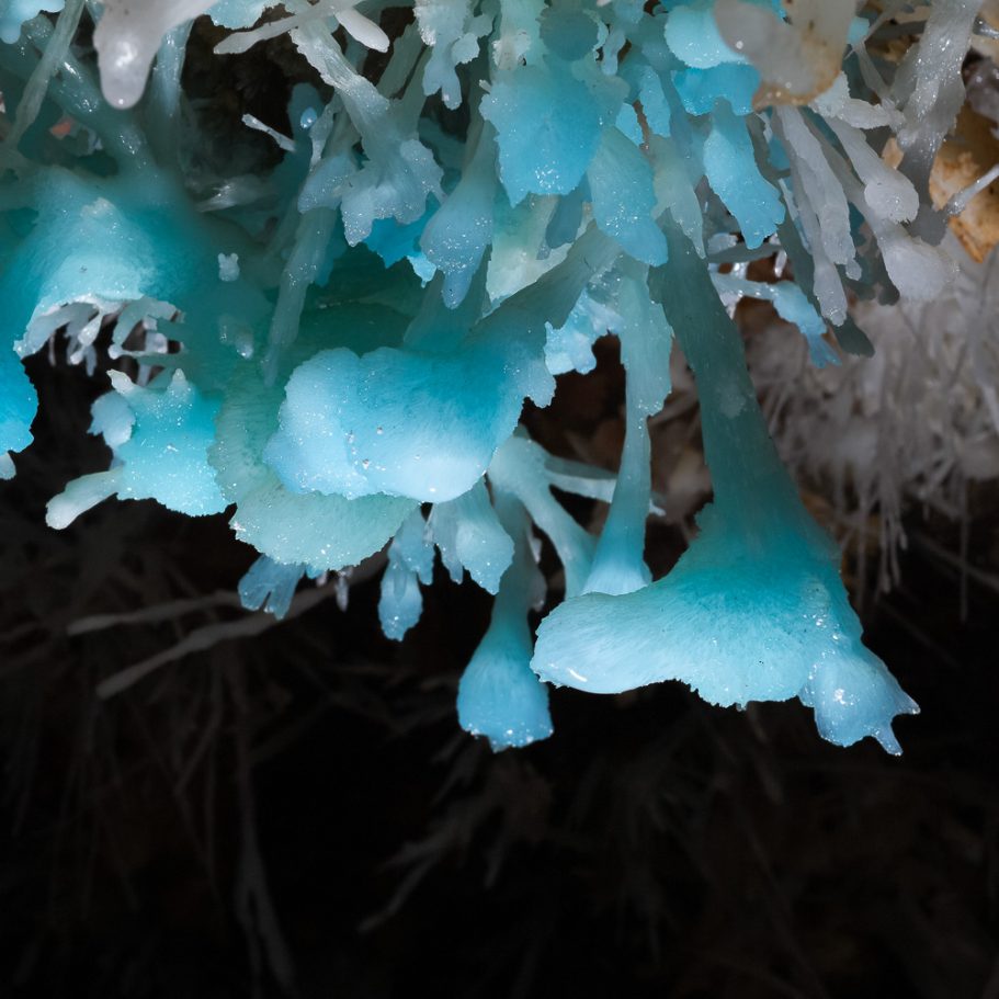 Cluster of blue aragonite helicites growing from the cave ceiling