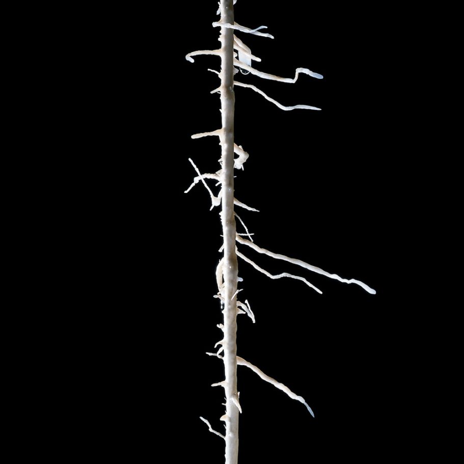 Helictites growing sideways from a soda-straw stalactite