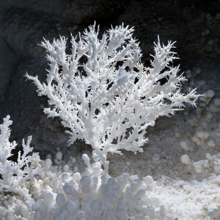 Extremely fragile 'tree' of aragonite crystals growing on the calcite floor of Lechuguilla Cave