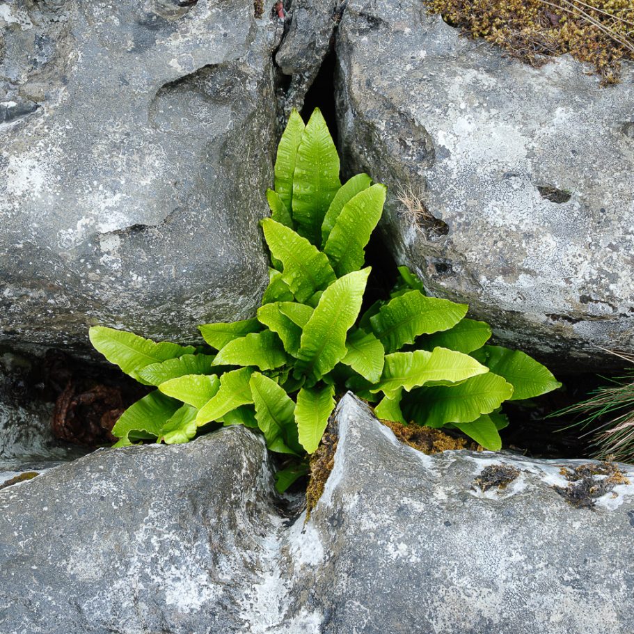 Fern in limestone grykes of a limestone pavement