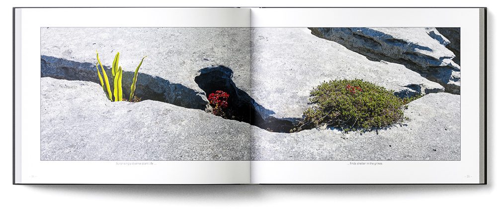 Sample double-page of the 'Burren' book showing pants growing from a crevice in the limestone