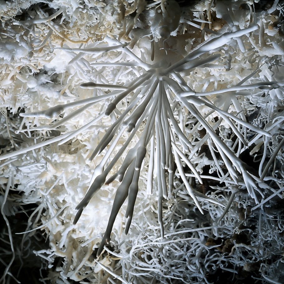 Radiating aragonite helictites